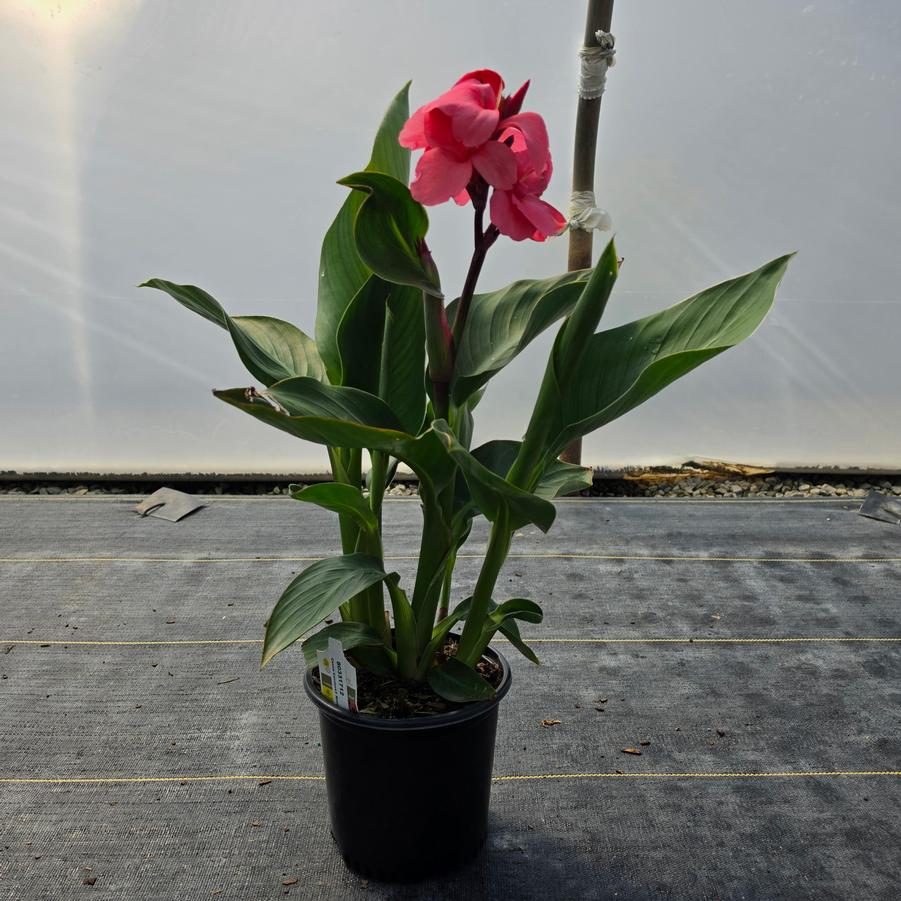 Canna Cannova® Rose Dark Bud