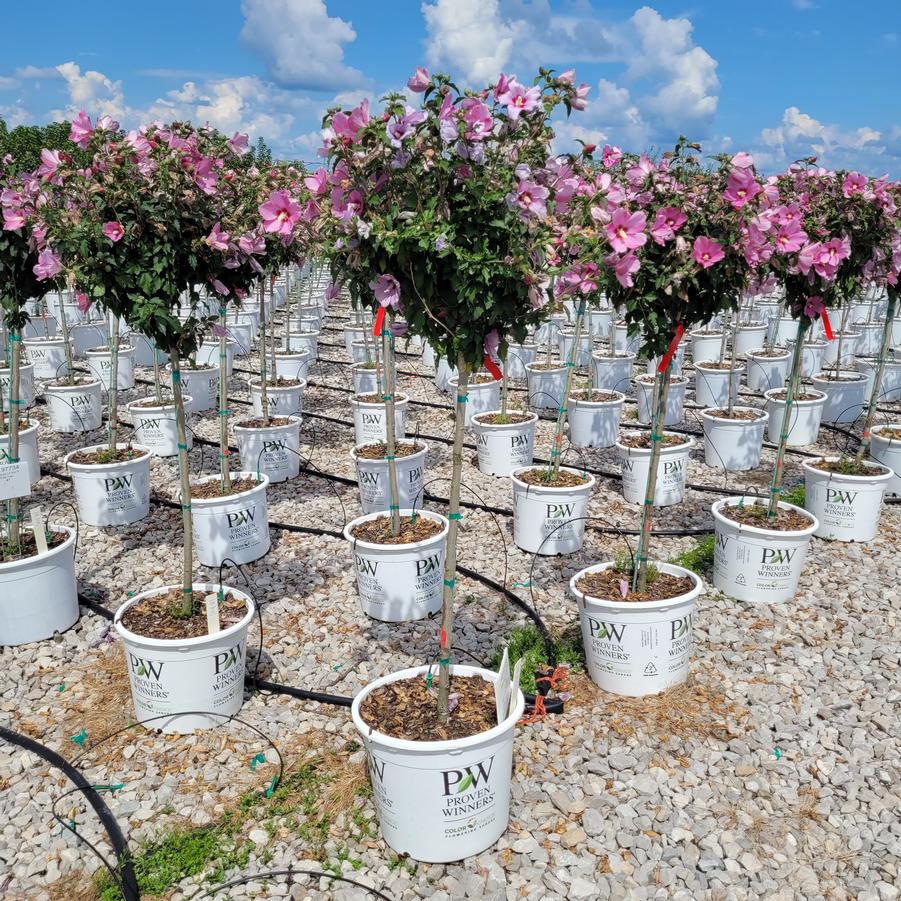 Hibiscus syriacus Lil' Kim® Red Tree