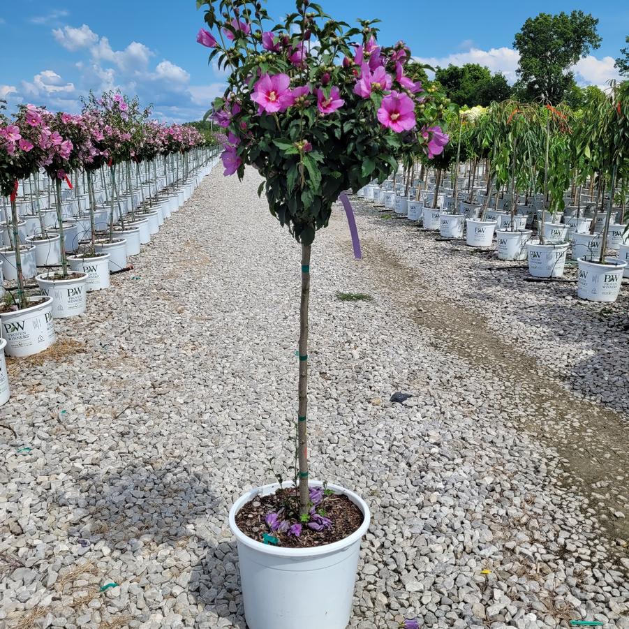 Hibiscus syriacus Lil' Kim® Violet Tree