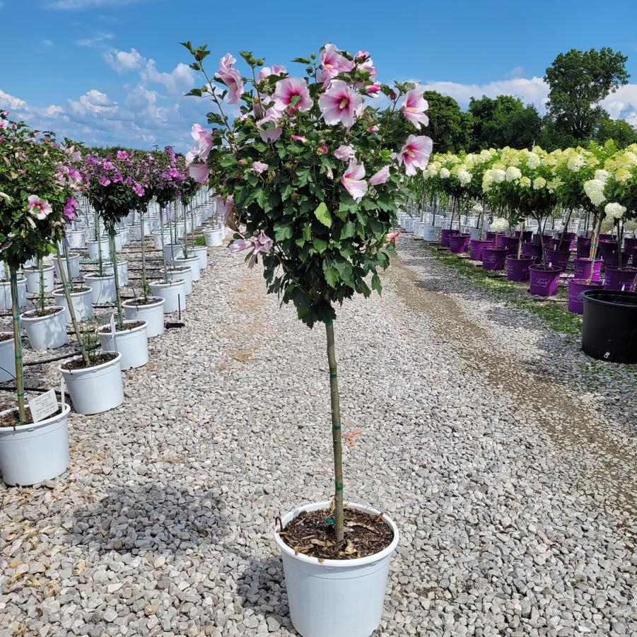 Hibiscus syriacus Paraplu Pink Ink® Tree