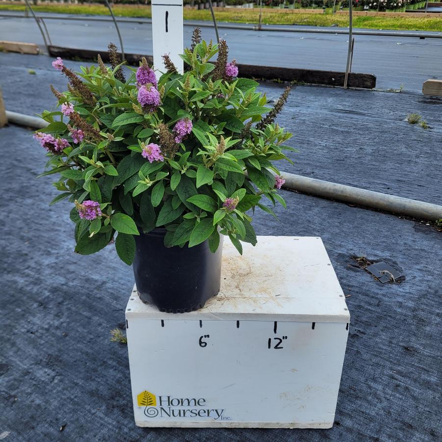 Buddleia davidii Dapper® Lavender