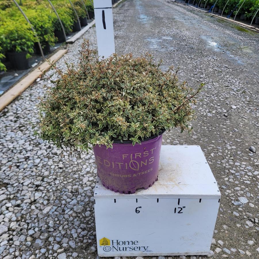 Abelia x grandiflora Vanilla Brandy™
