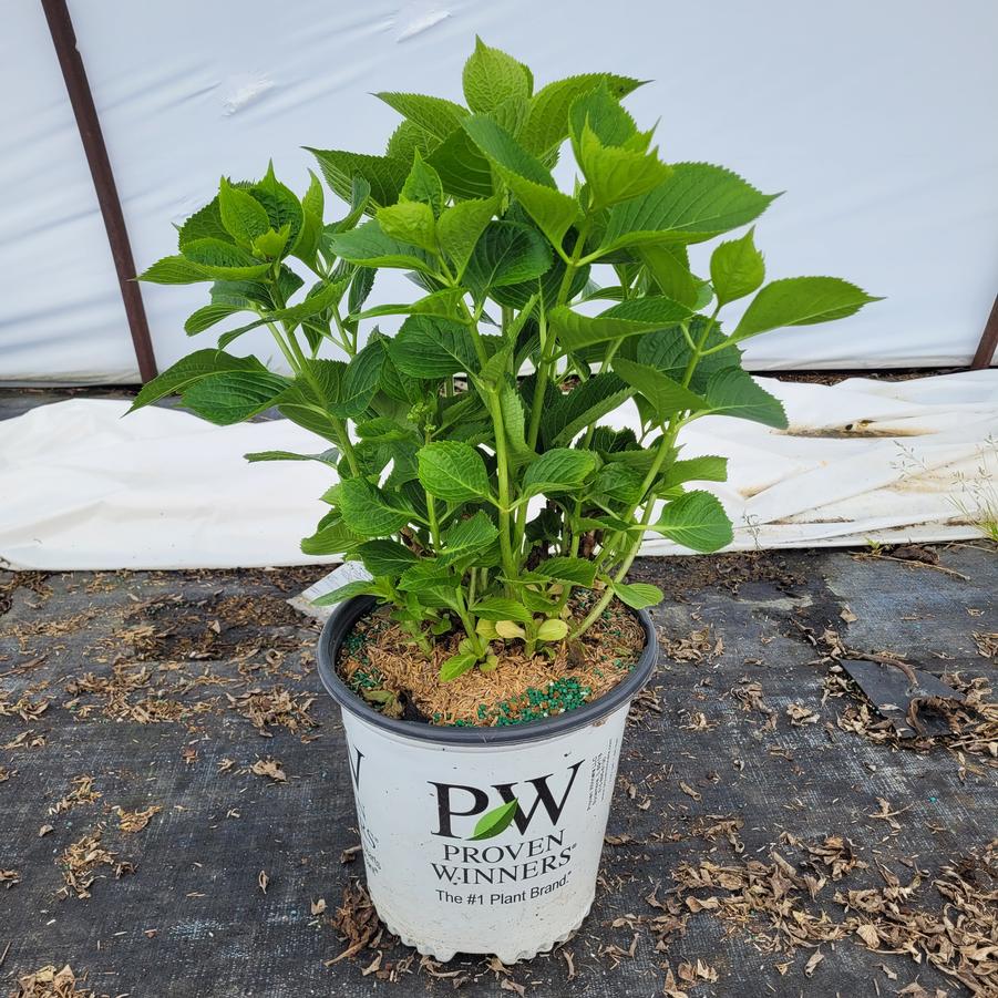 Hydrangea macrophylla Wee Bit Innocent®