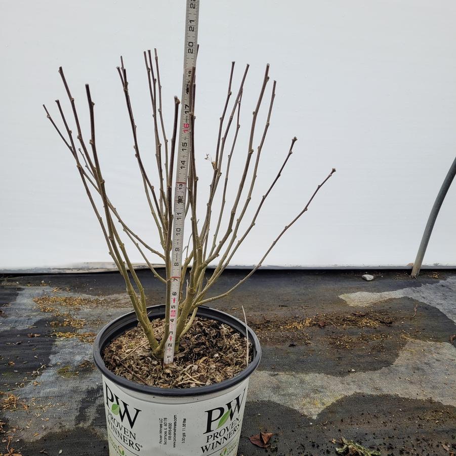 Hibiscus syriacus Dark Lavender Chiffon®