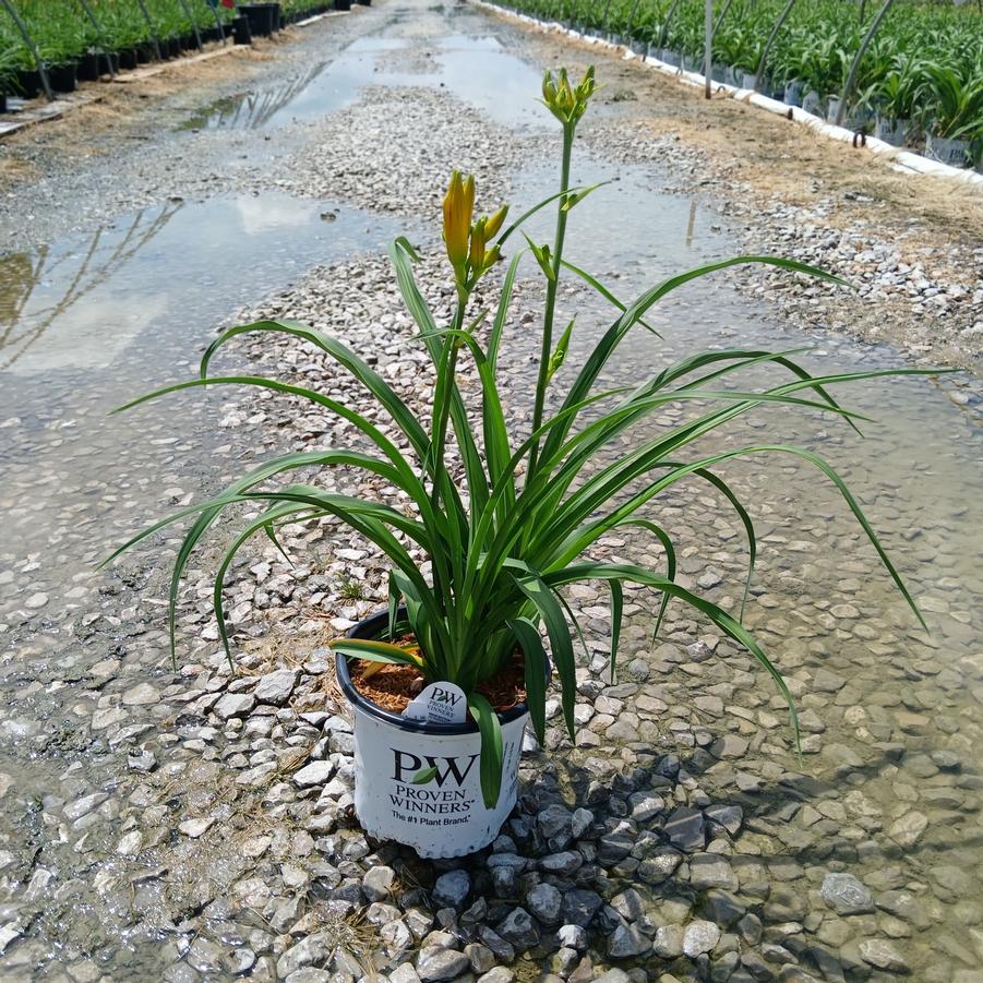 Hemerocallis x Rainbow Rhythm® 'Fearfully and Wonderfully Made'