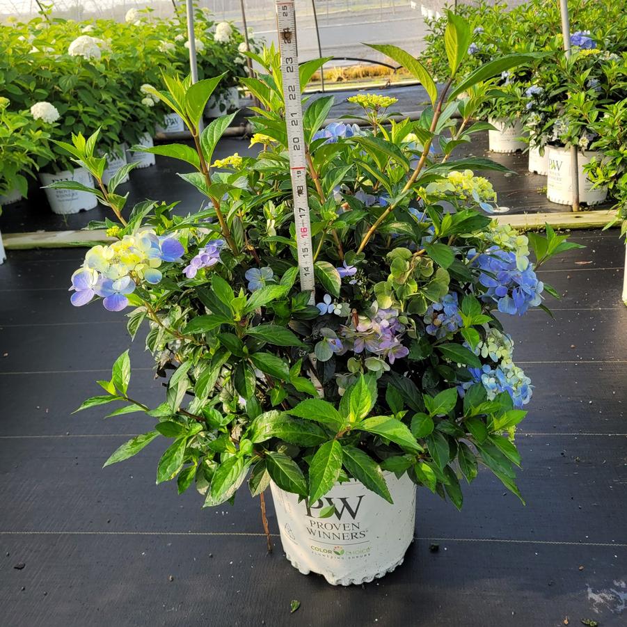 Hydrangea x Fairytrail Fresco™