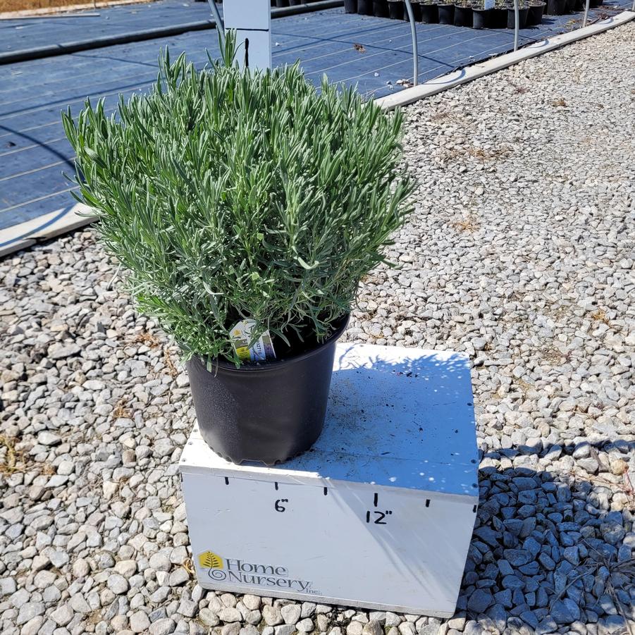 Lavandula x intermedia Phenomenal