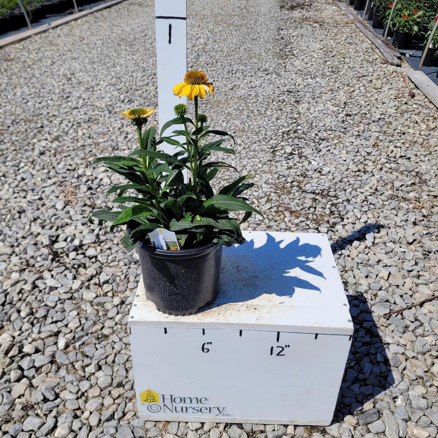Echinacea x Sombrero® Granada Gold
