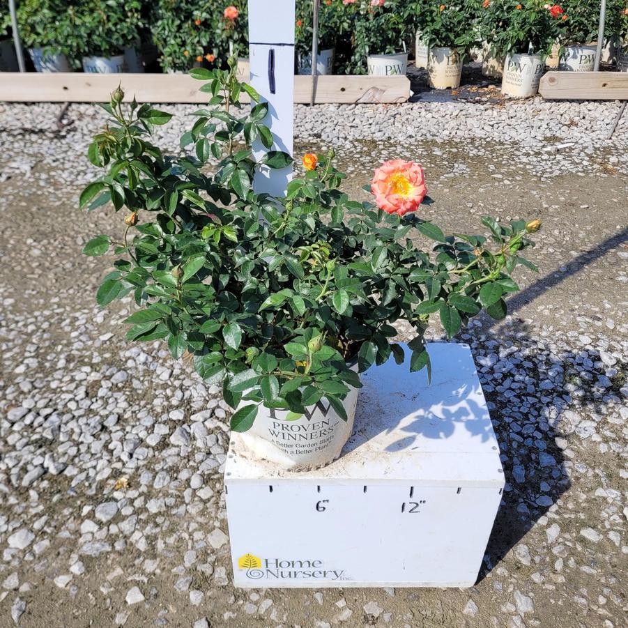 Rosa x Oso Easy En Fuego®