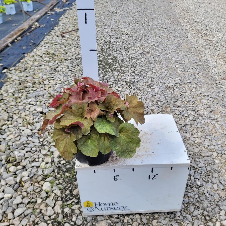 Heuchera x villosa Big Top Caramel Apple