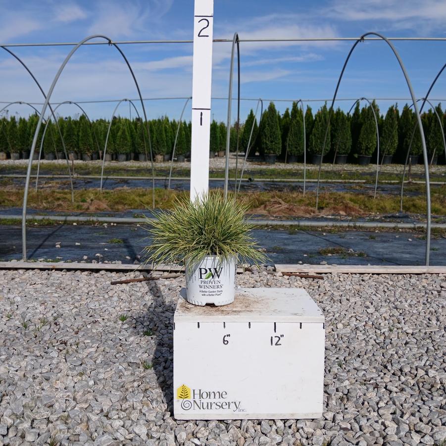 Festuca arundinacea 'Perfect Edging'