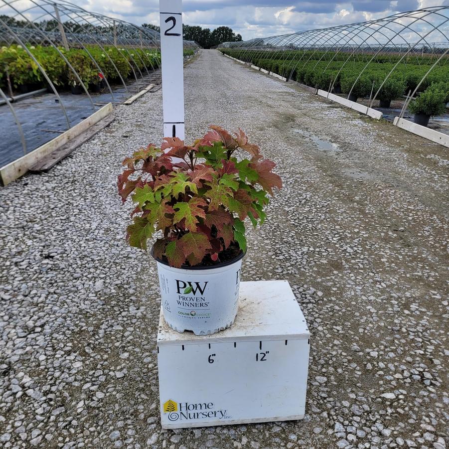 Hydrangea quercifolia Gatsby Glow Ball®