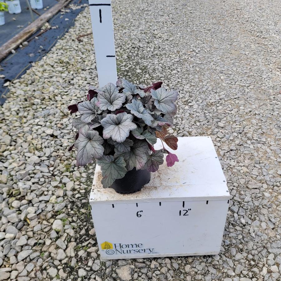 Heuchera 'Smoke and Mirrors'