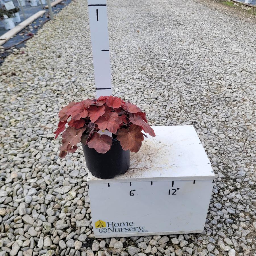 Heuchera x Carnival Cinnamon Stick