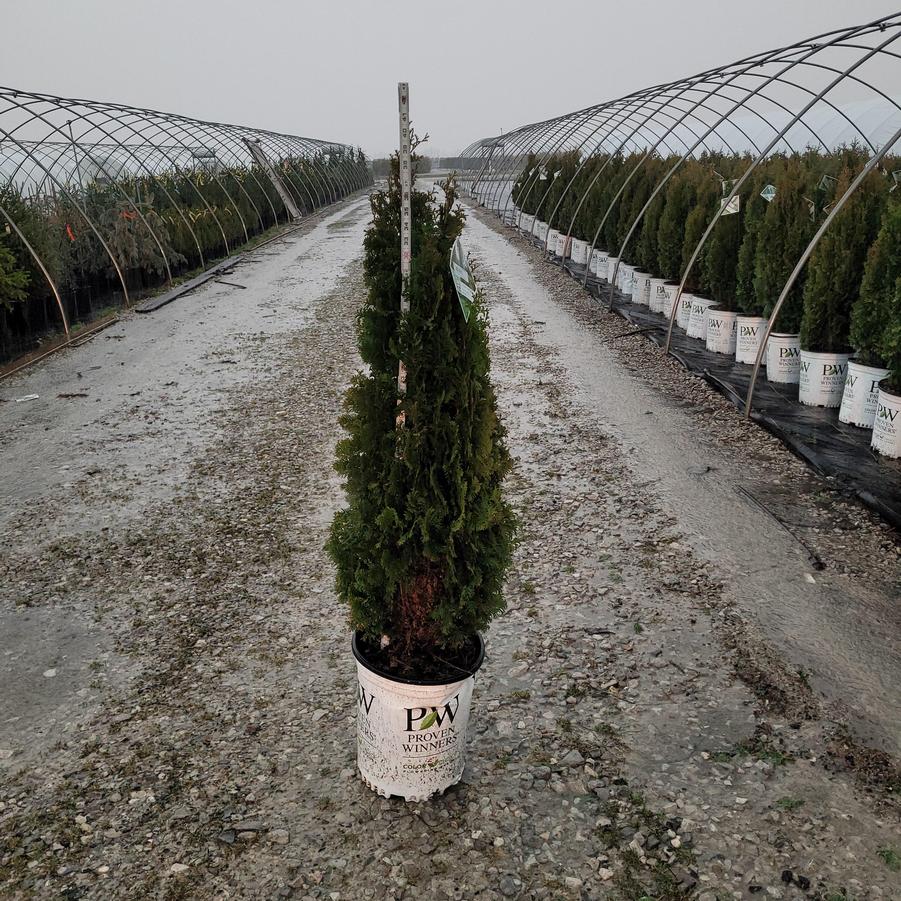 Thuja occidentalis Sting™