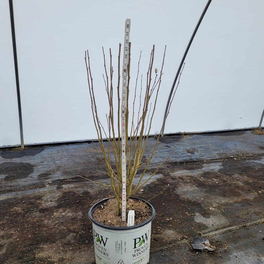 Hibiscus syriacus Red Pillar™