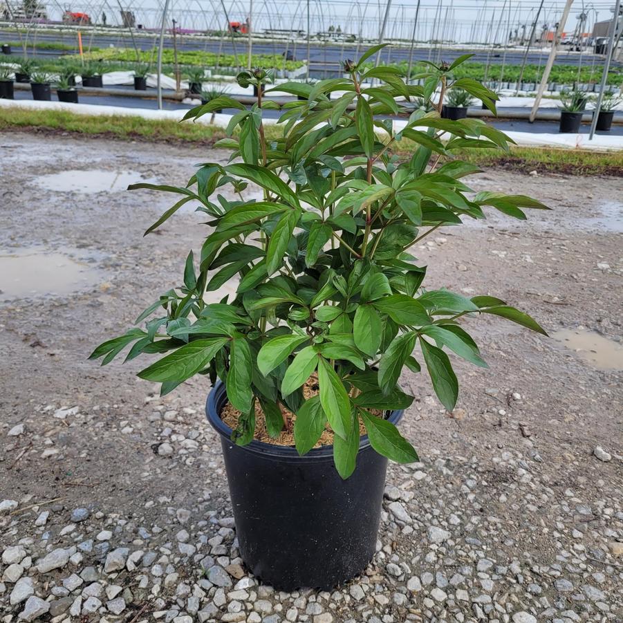 Paeonia lactiflora 'Red Magic'