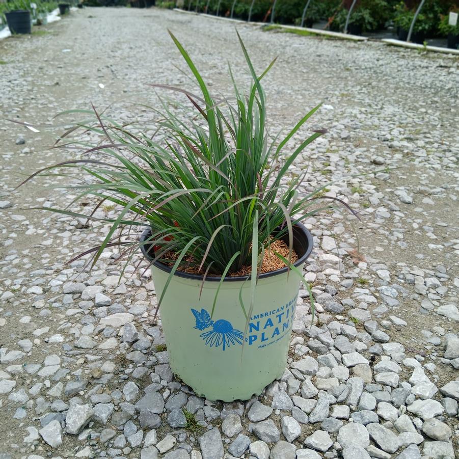 Schizachyrium scoparium 'Standing Ovation'
