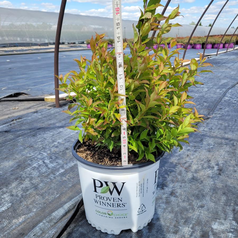 Abelia mosanensis Sweet Emotion Blaze™