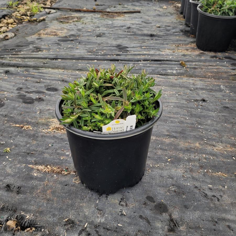 Phlox x Phlox x Candy Cloud™ Dark Pink