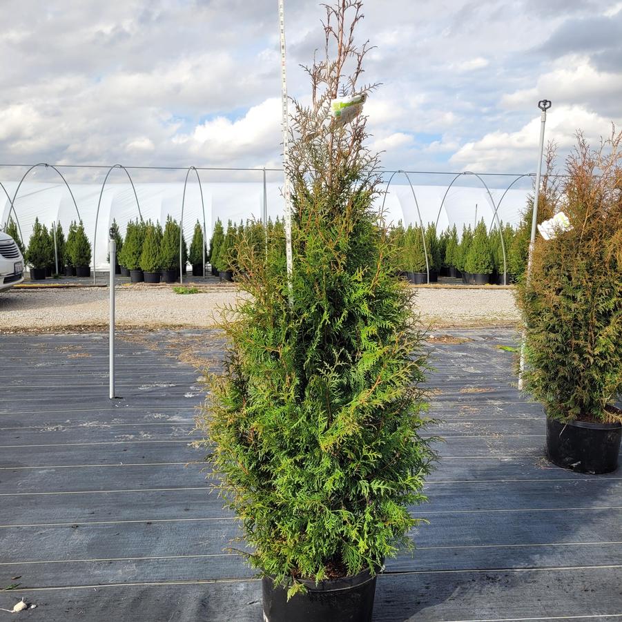 Thuja plicata 'Leprechaun'