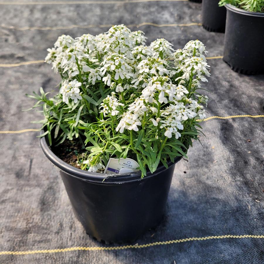 Iberis sempervirens Snowsation™