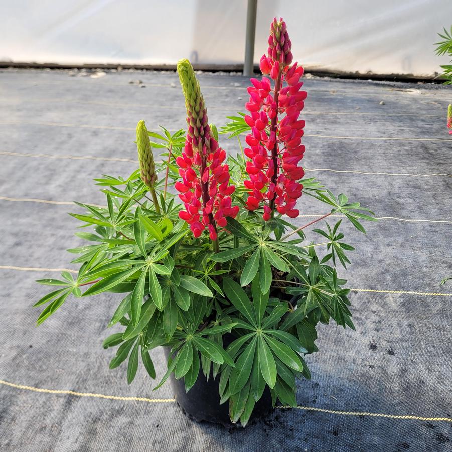 Lupinus pol Staircase™ Red