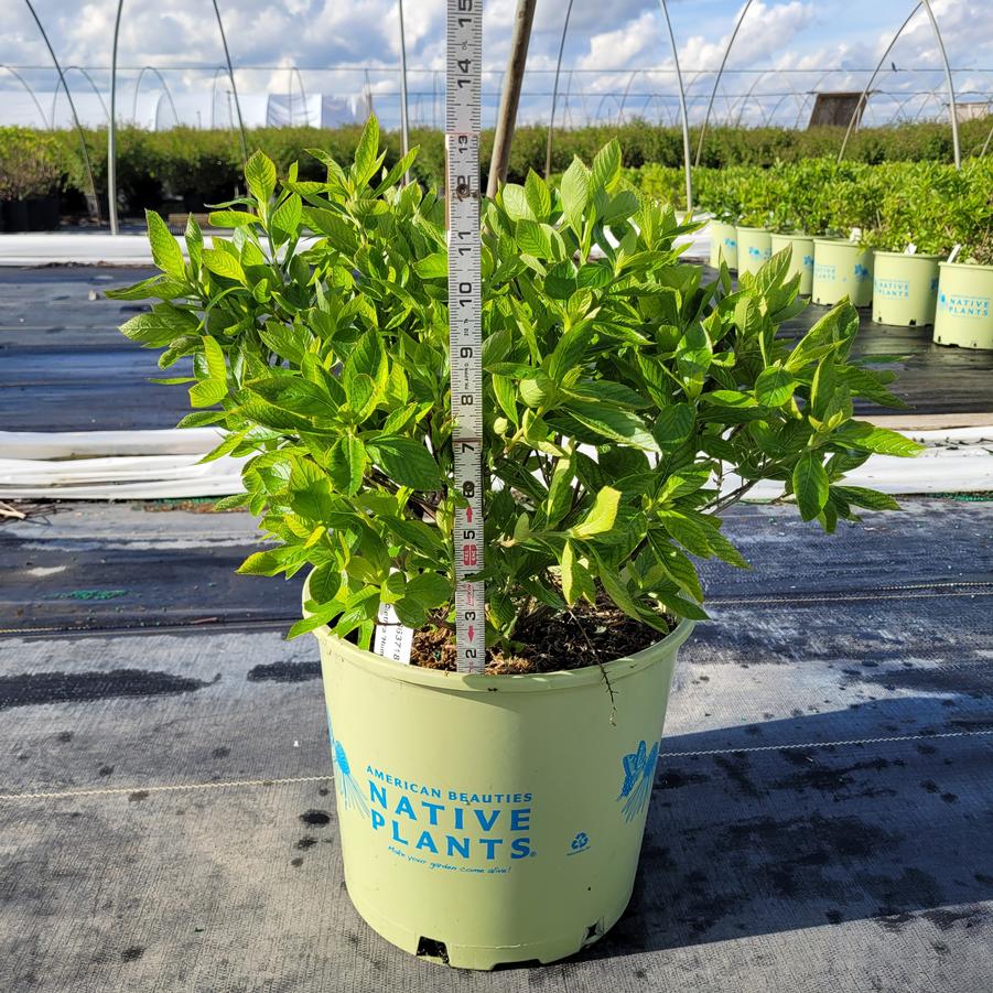 Clethra alnifolia 'Hummingbird'
