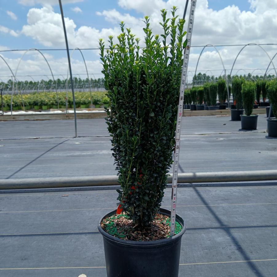 Ilex crenata 'Sky Pencil'