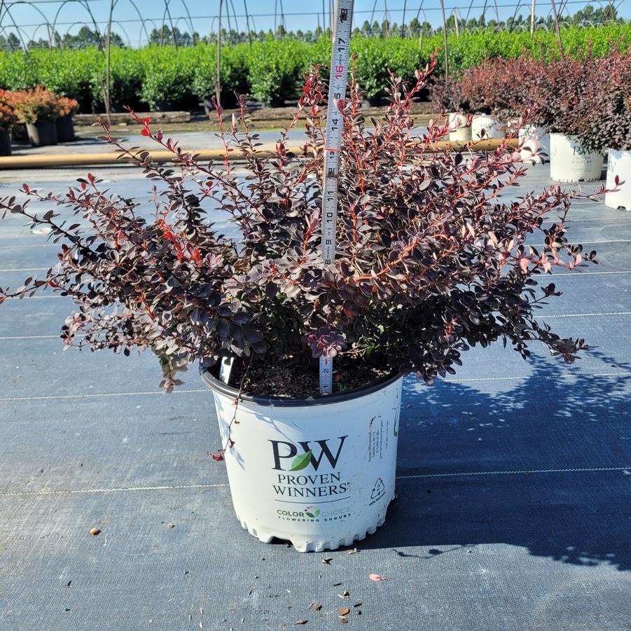 Berberis x Sunjoy Mini Maroon®