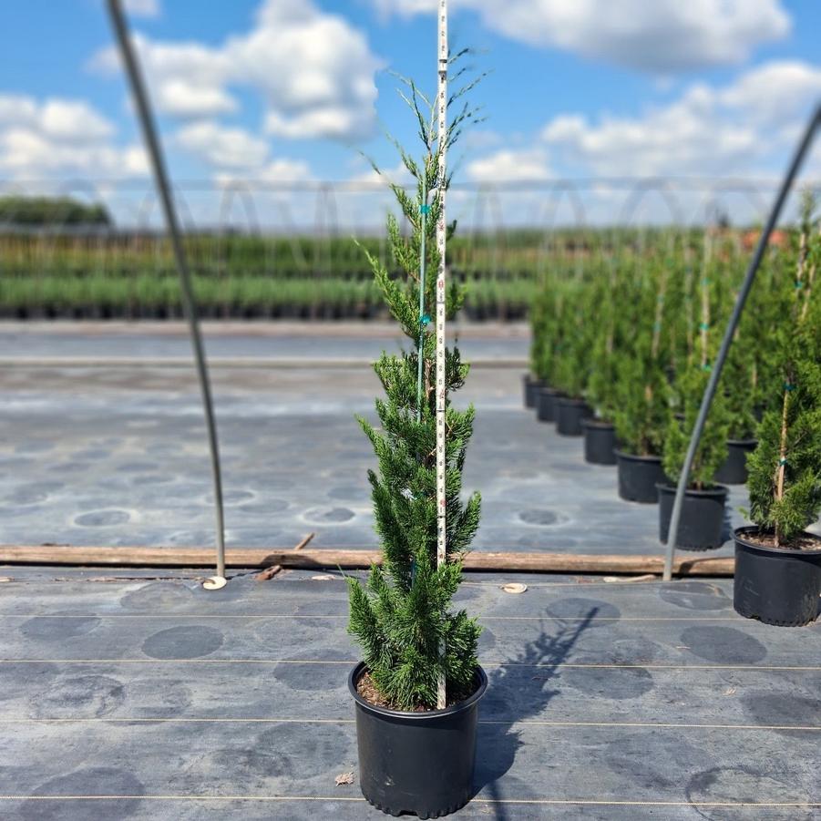 Juniperus virginiana 'Canaerti'
