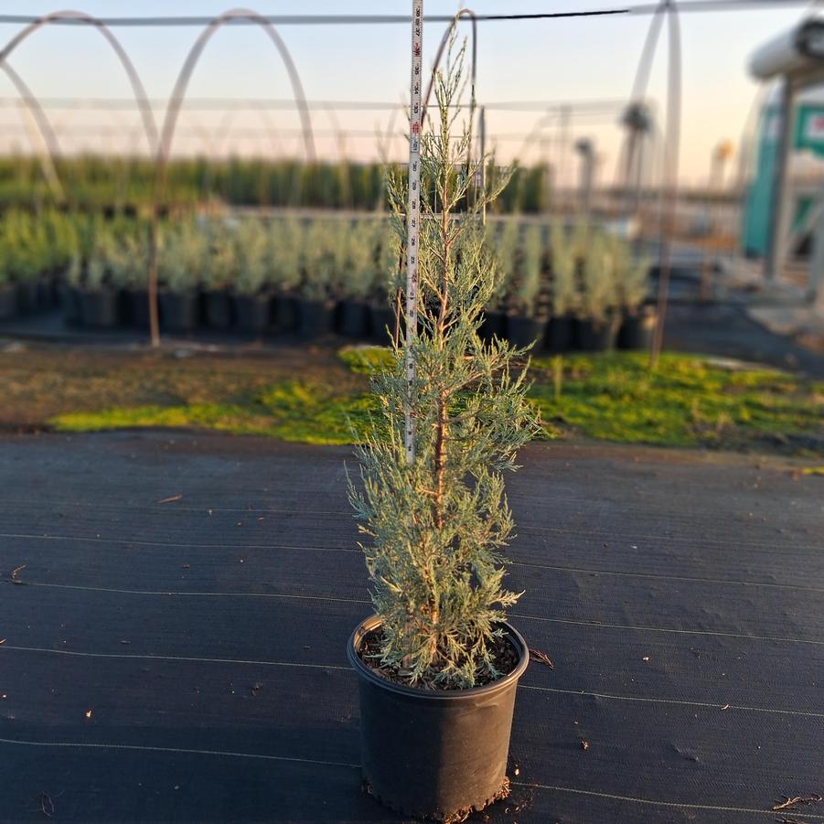 Juniperus scopulorum Sky High™