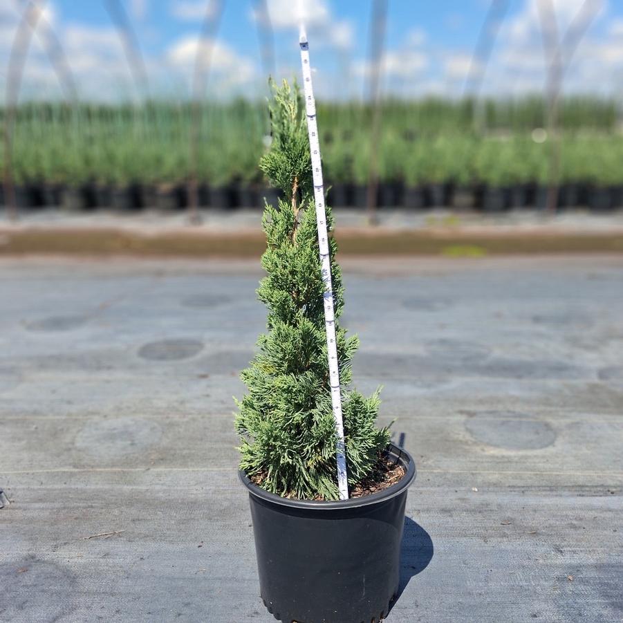 Juniperus chinensis 'Iowa'