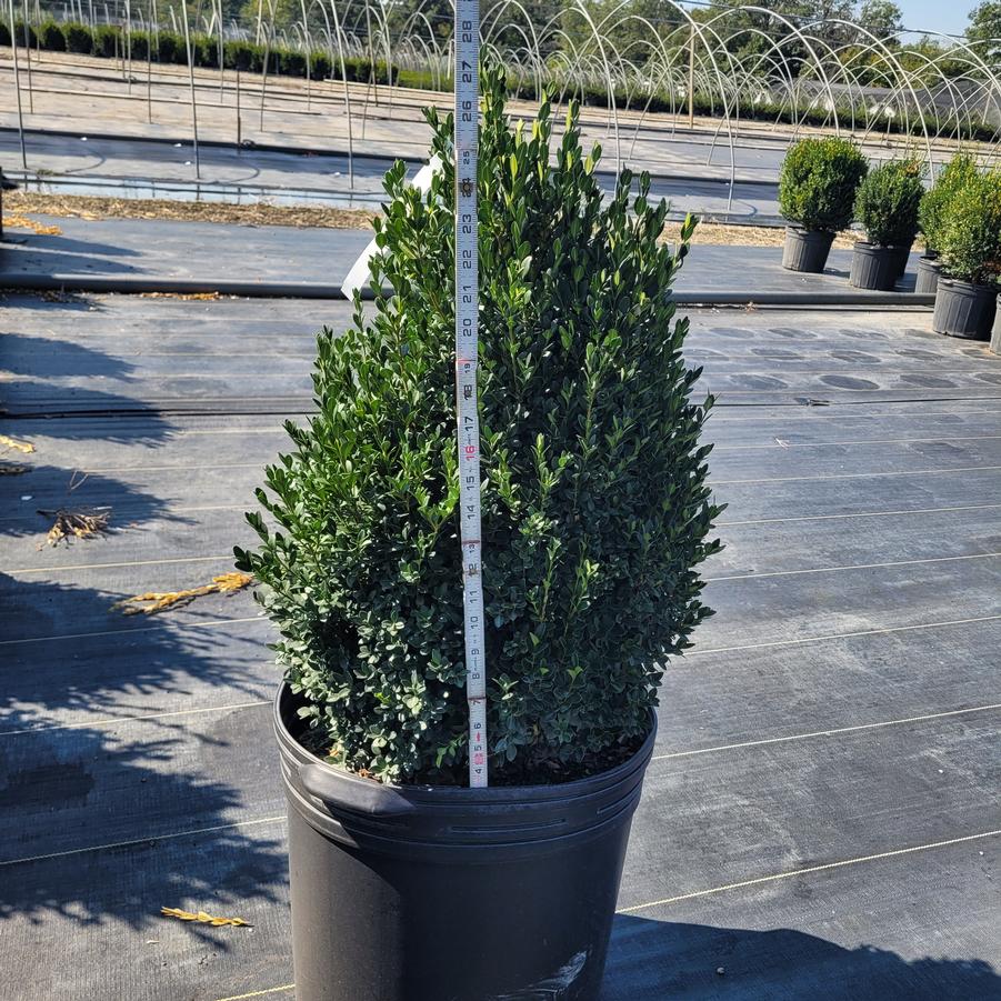 Buxus x 'Green Mountain' Pyramidal