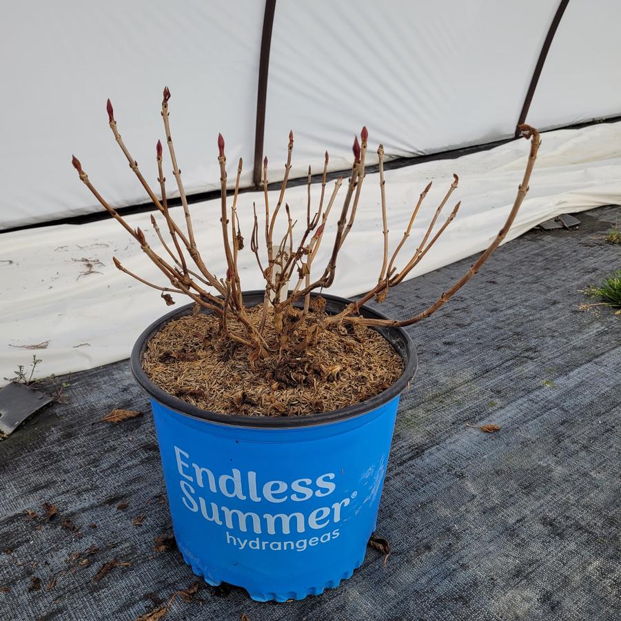 Hydrangea macrophylla Endless Summer&reg; Bloomstruck&reg;