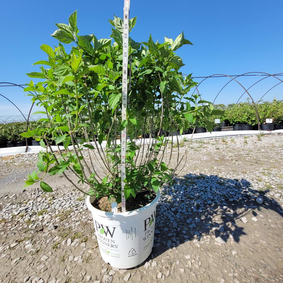 Hydrangea paniculata 'Limelight'