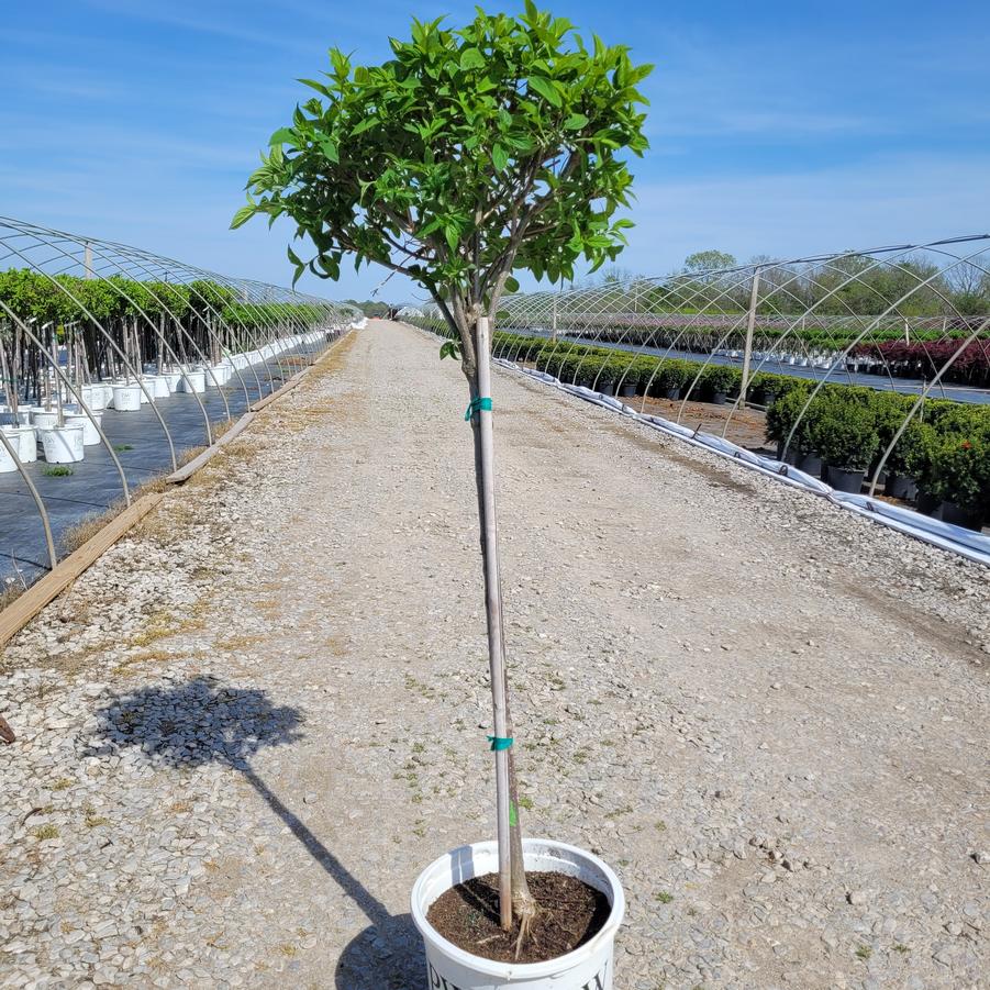 Hydrangea paniculata Limelight' tree form