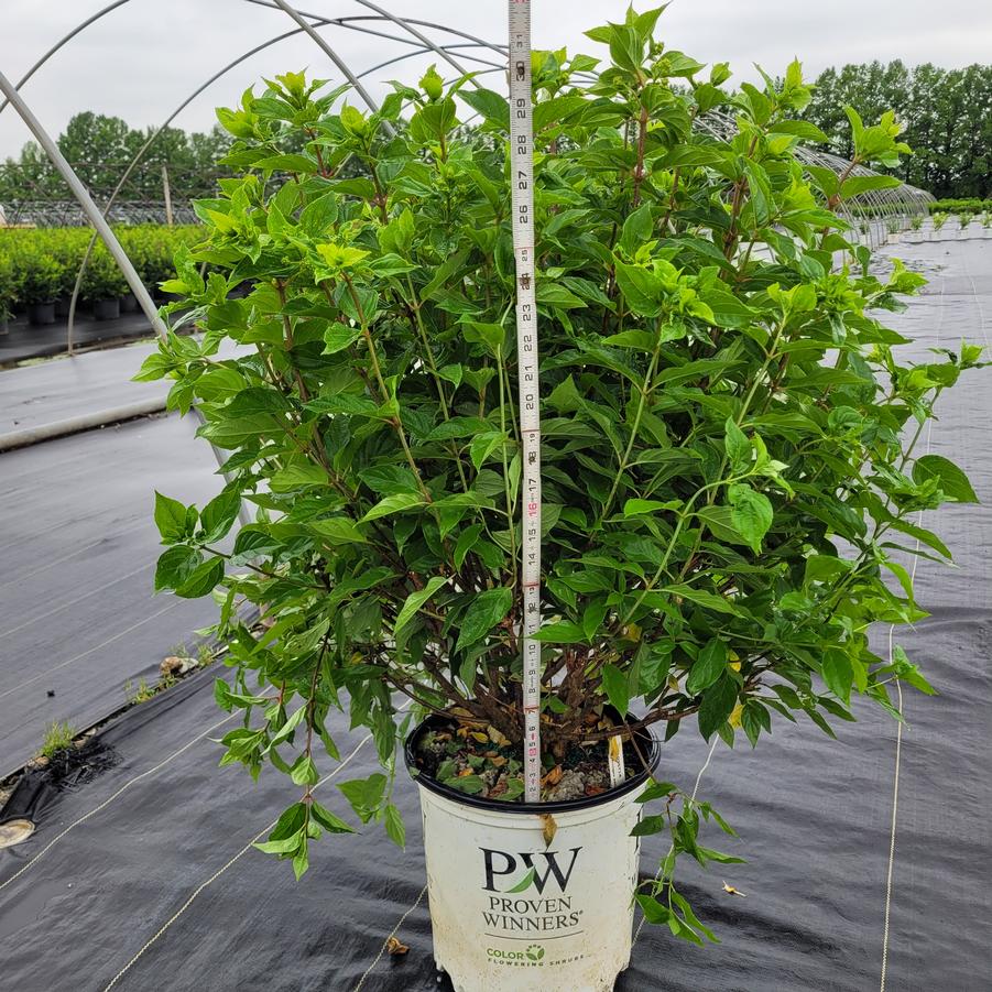 Hydrangea paniculata Little Lime&reg;