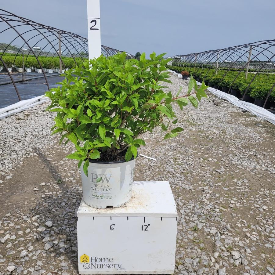 Hydrangea paniculata Quick Fire Fab®