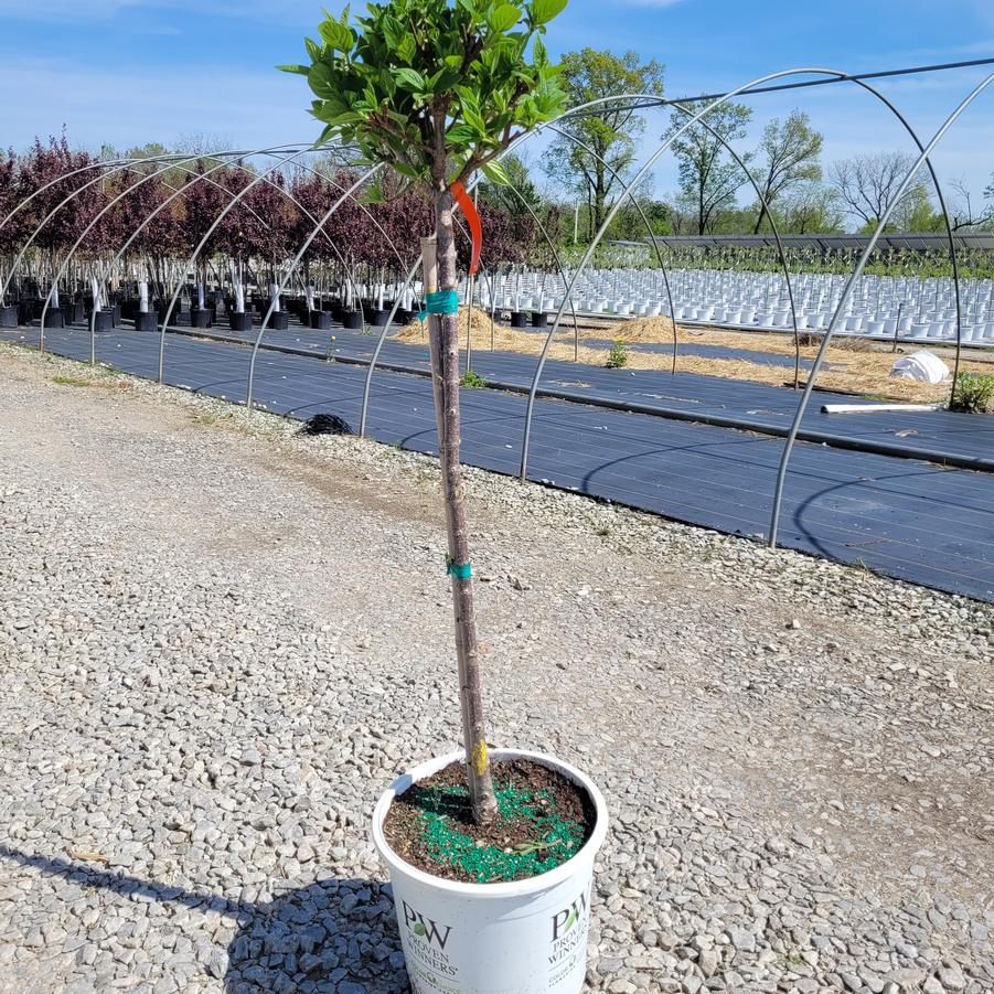 Hydrangea paniculata Quick Fire® tree