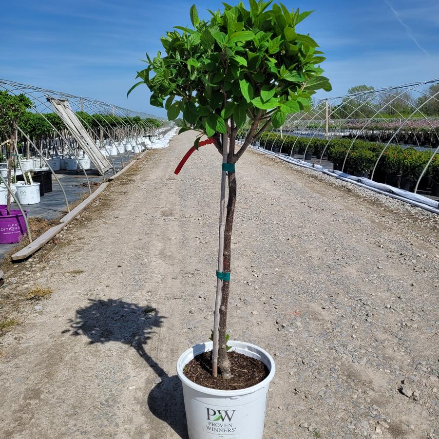 Hydrangea paniculata Quick Fire® tree