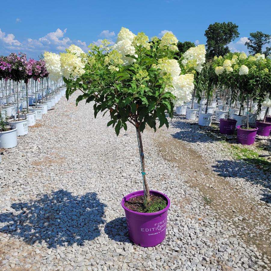 Hydrangea paniculata Vanilla Strawberry™tree