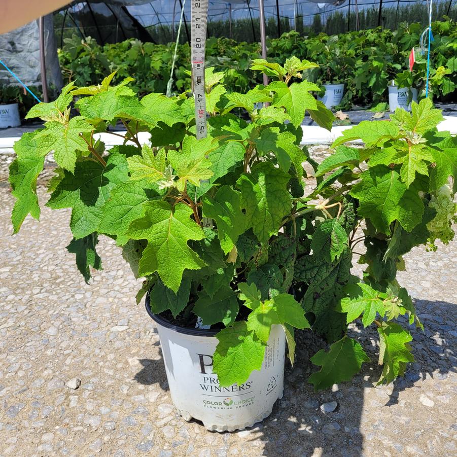 Hydrangea quercifolia Gatsby Moon&reg;