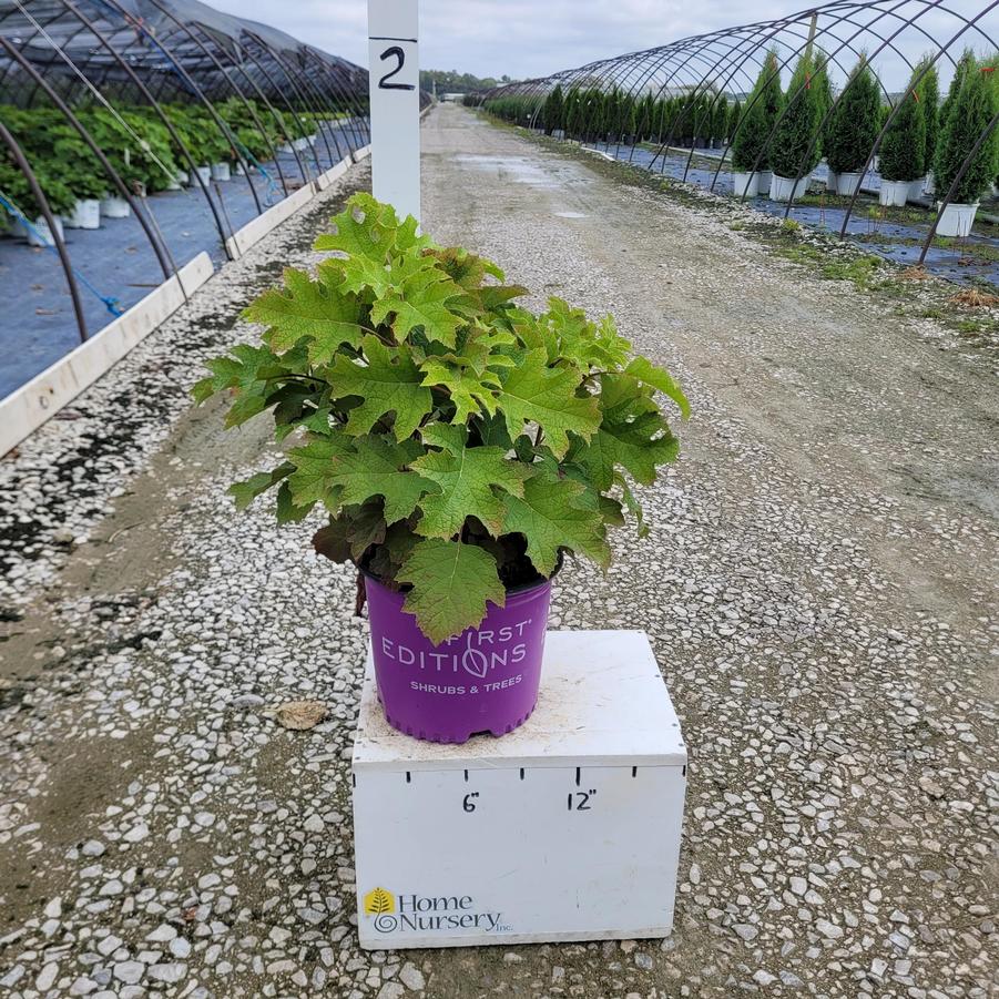 Hydrangea quercifolia Jetstream™
