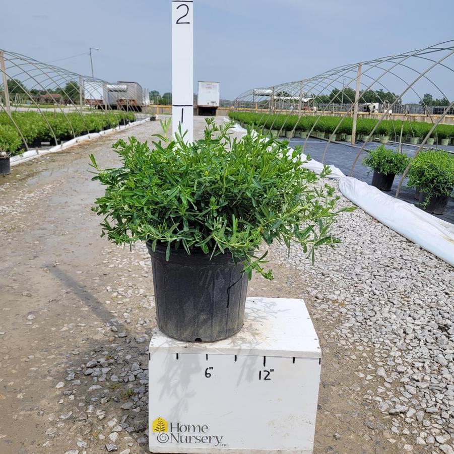 Hypericum frondosum 'Sunburst'