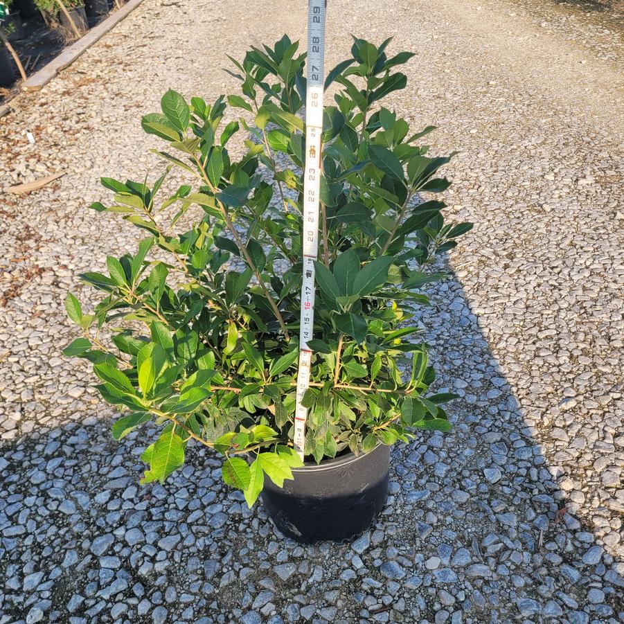 Ilex verticillata Red Sprite