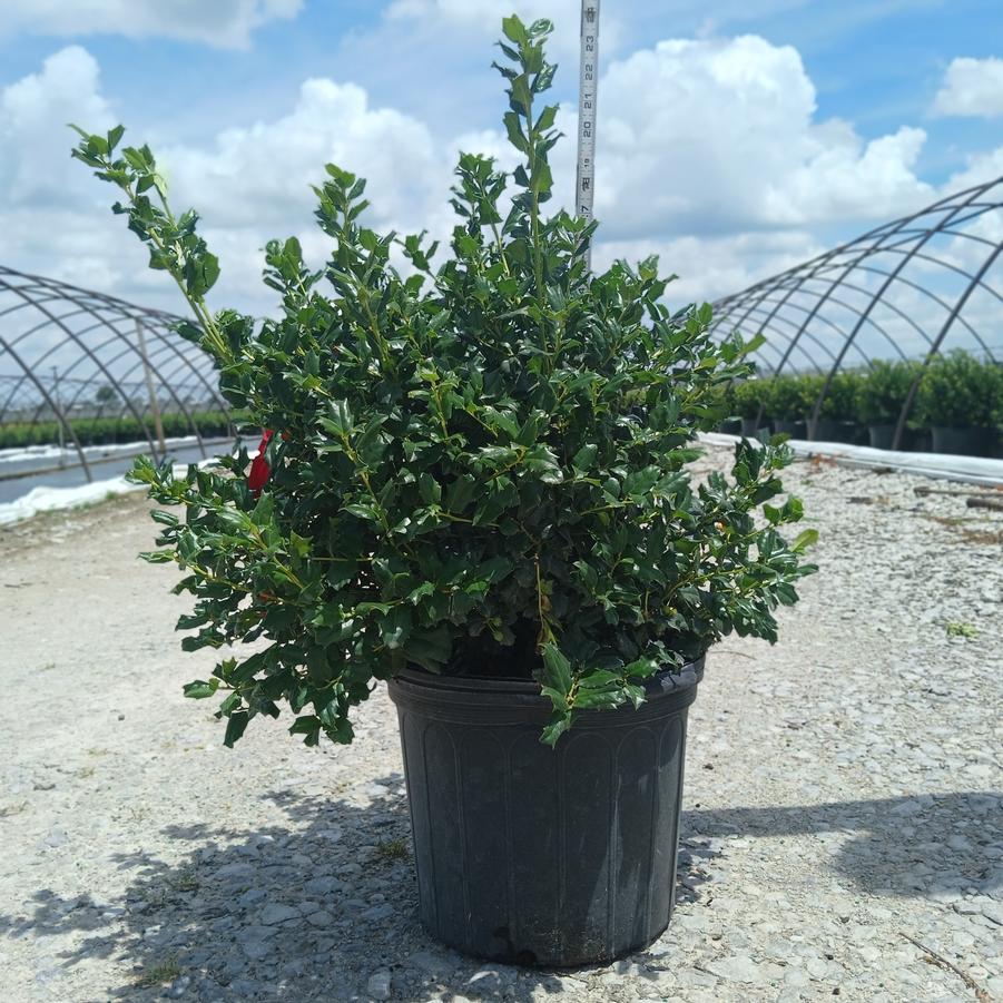Ilex x 'China Girl'