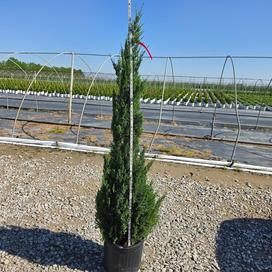 Juniperus chinensis 'Blue Point'