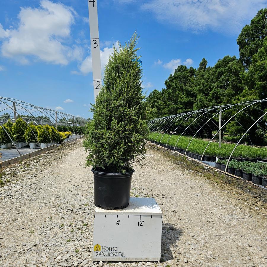 Juniperus communis 'Gold Cone'