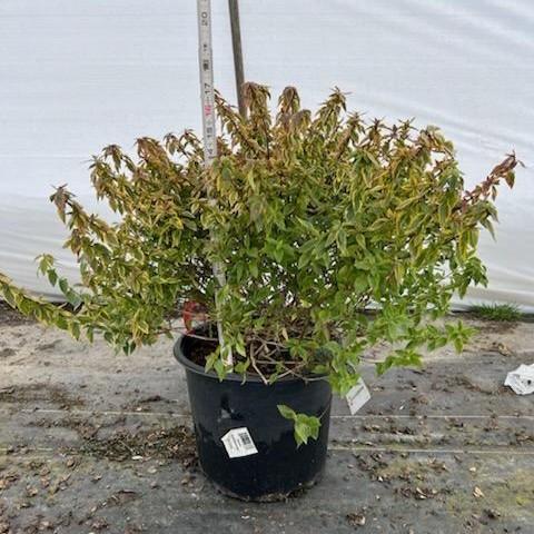 Abelia x grandiflora 'Kaleidoscope'